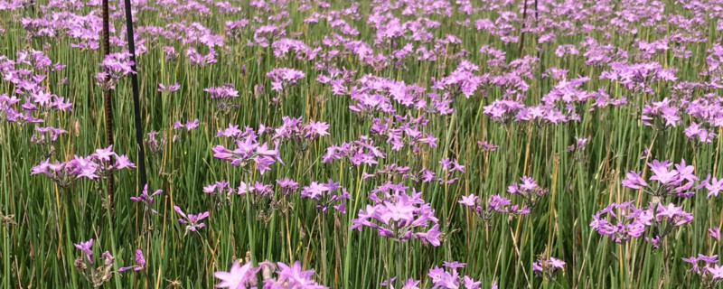 紫娇花的花语 紫娇花的含义