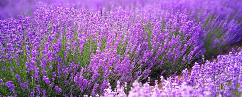 紫色薰衣草的花语 紫色薰衣草的花语和寓意
