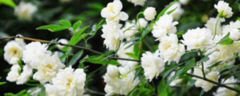 木香花的扦插繁殖方法 木香花的扦插种植养护方法