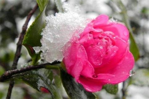 冬季鲜花养护的方法