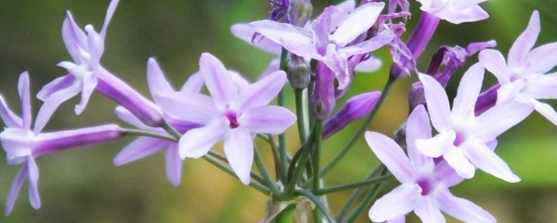 紫娇花的花期 紫娇花一年开几次花