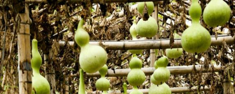 瓢葫芦的种植方法和管理 葫芦的种植技术和管理方法