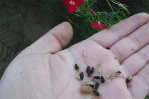 茑萝花种子播种时间，3～4月种植/可适当提前和延后