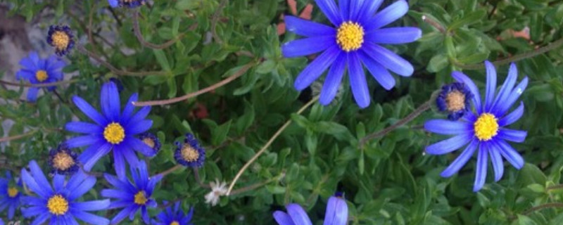 蓝色玛格丽特花怎么养 蓝色玛格丽特花的养殖方法和注意事项