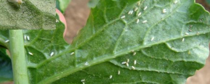 花上的小白飞虫怎样去除（花里的小白飞虫怎么消灭小窍门）