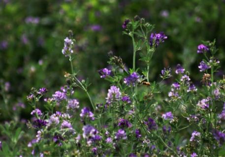 紫花苜蓿的药用价值