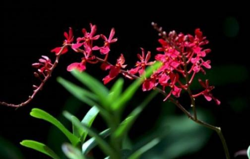 珍稀濒危植物——火焰兰 兰花濒危物种