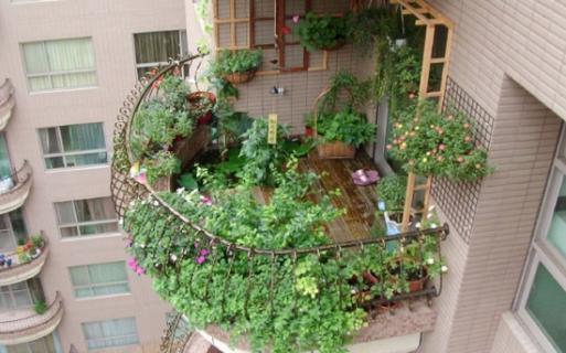 阳台怎样养花：忌养黄、红色植物盆栽