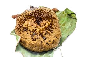 蜂房的功效与作用,蜂房是什么,蜂房的功效