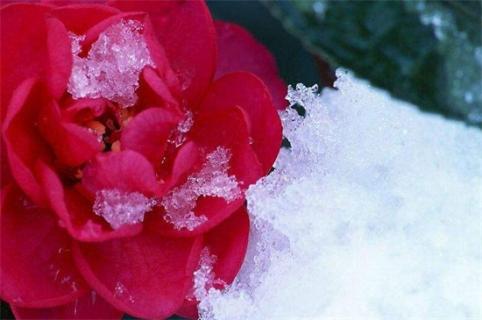 冬季鲜花养护的方法