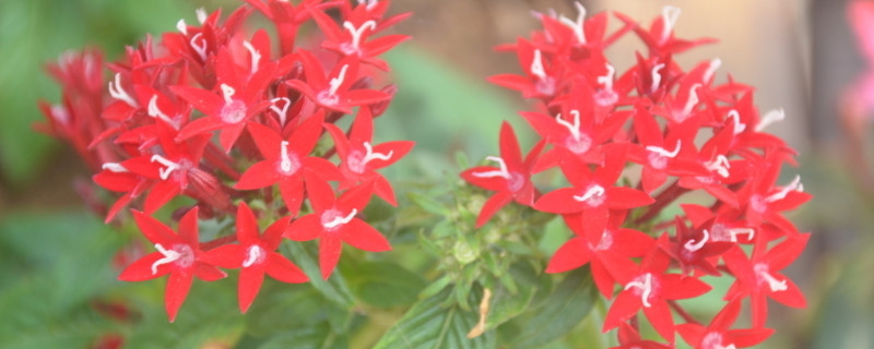 繁星花怎么越冬