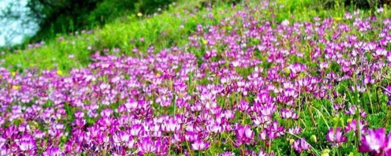 紫花苜蓿怎么种植（紫花苜蓿怎么种植,可和尿素拌了撒种吗）