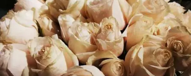 凋谢的白玫瑰花语 枯萎的白玫瑰的花语