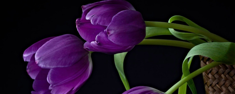 紫色郁金香的花语 紫色郁金香的花语小说里