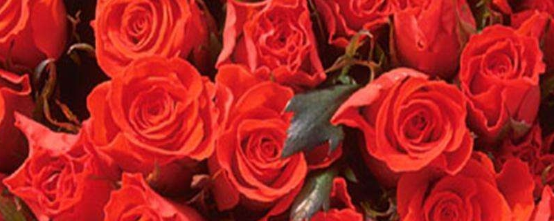 玫瑰花的养殖方法和注意事项 水培玫瑰花的养殖方法和注意事项