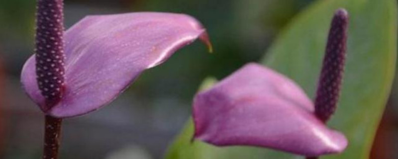 紫掌香妃的养殖方法和注意事项（紫掌香妃的养殖方法和注意事项视频）
