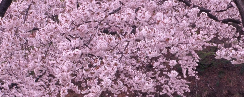 樱花的花期一般有几天 樱花的花期有几天?