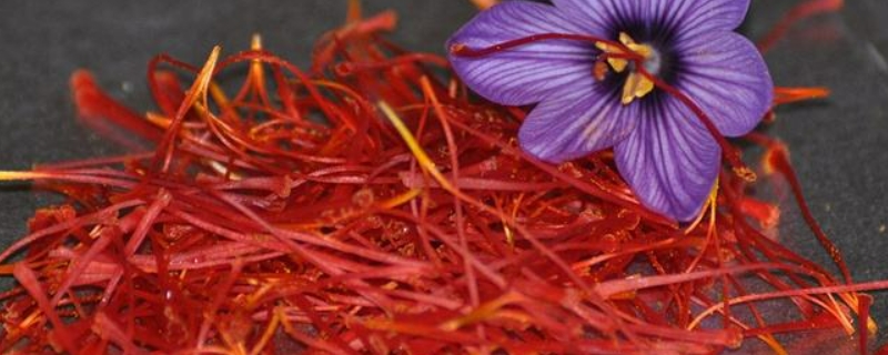 藏红花的栽培方法 藏红花怎样栽培