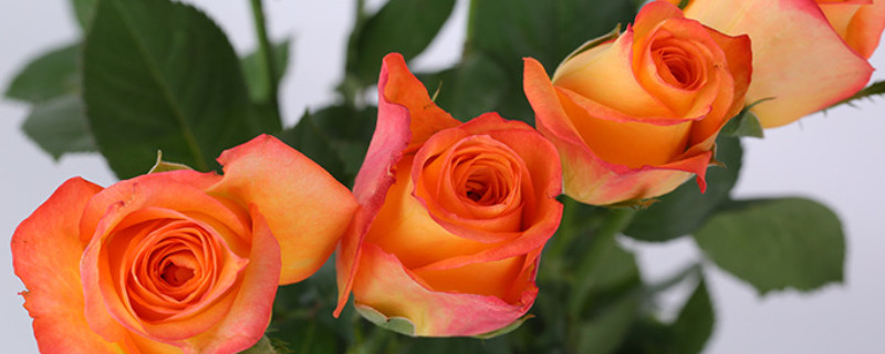 橙色玫瑰花代表的含义 橙色玫瑰和粉玫瑰的寓意