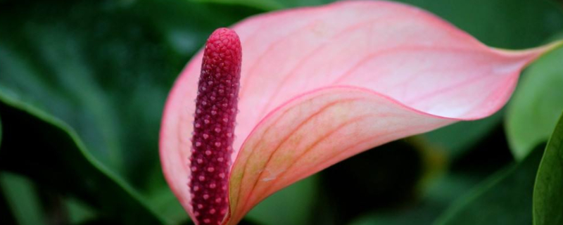 火鹤花怎么开花 火鹤开花后的养殖方法