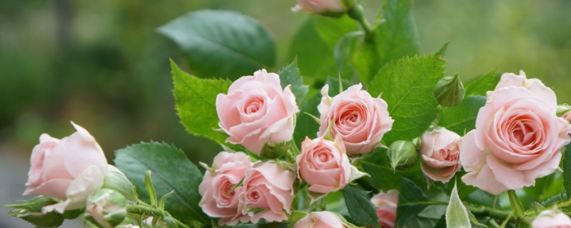 玫瑰花养护方法 玫瑰花养护方法和时间