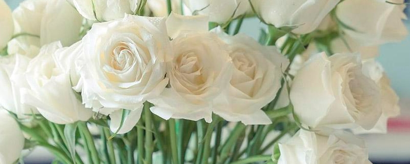 白玫瑰真正的花语 红玫瑰真正的花语