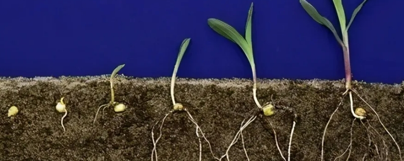 植物生长最快的部分是 植物生长最快的部分是叶子还是根部