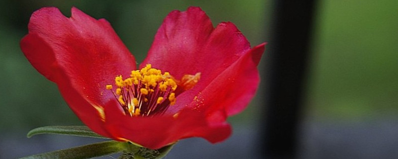 红色的太阳花的花语和寓意（玫红色太阳花的寓意和花语）
