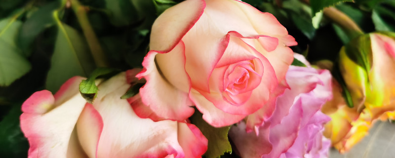 玫瑰醒花的正确方法和技巧 玫瑰醒花的正确方法和技巧 图