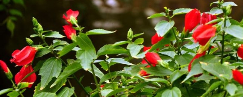 红灯笼花的养殖方法和注意事项（红灯笼花的养殖方法和注意事项现在可以种植吗）