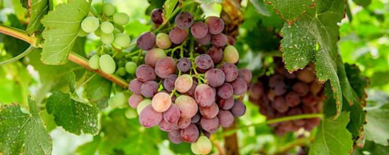 葡萄属于哪种藤本植物（葡萄属于哪种藤本植物 缠绕）