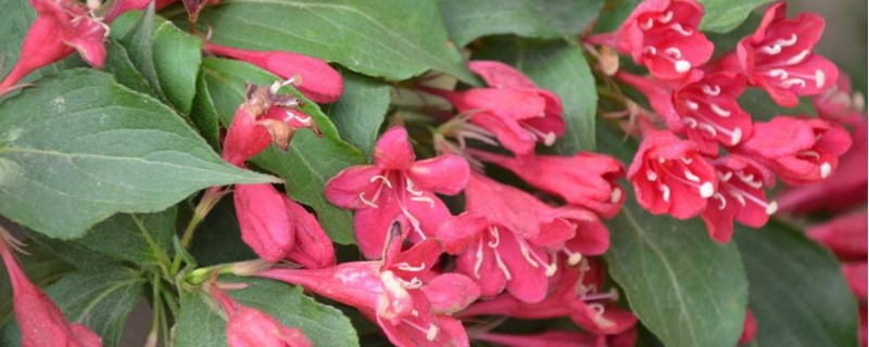 红花锦带的繁殖方法 红王子锦带的繁殖方法