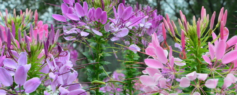 醉蝶花怎么修剪（怎样种醉蝶花）