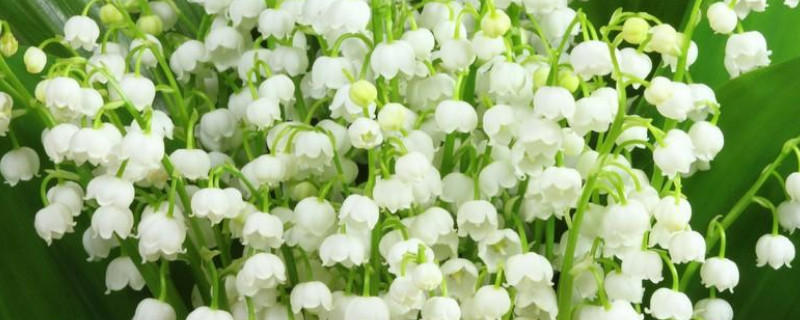 白色铃兰的花语是什么 白色铃兰的花语是什么?