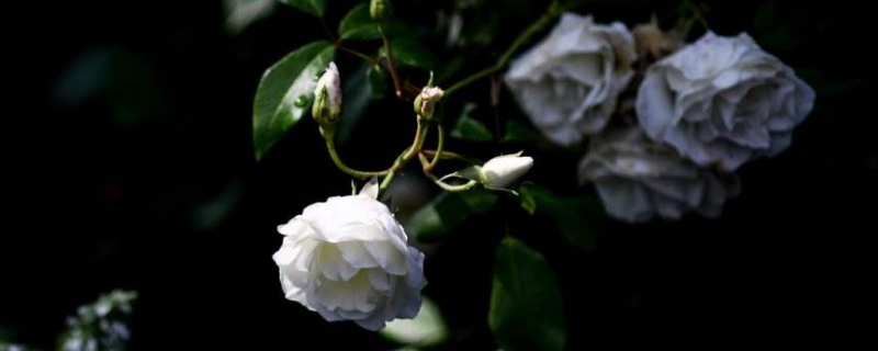 白色山茶花的花语是什么 你知道白山茶的花语是什么吗?
