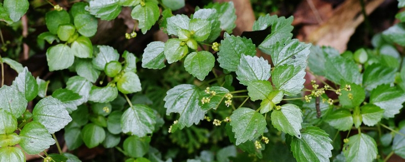 小叶冷水花怎么养（花叶冷水花怎么养）