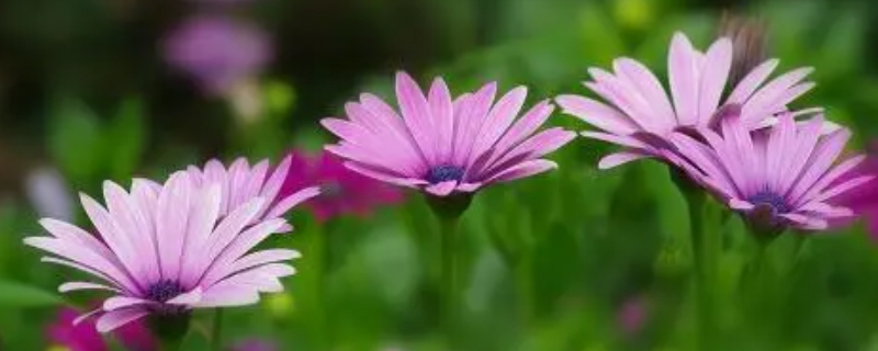 紫色菊花的花语和寓意（紫色菊花的花语和寓意是什么）