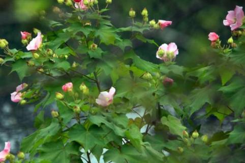 芙蓉花叶怎样生根