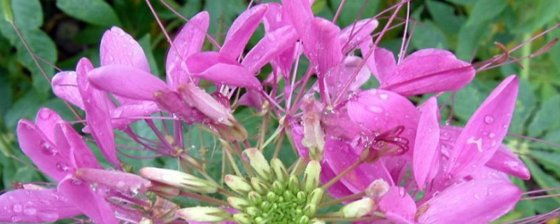 醉蝶花的种子什么时候播种时间最佳 醉蝶花的花期是什么时候