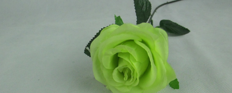 绿色玫瑰花语代表什么 绿色玫瑰花语是什么