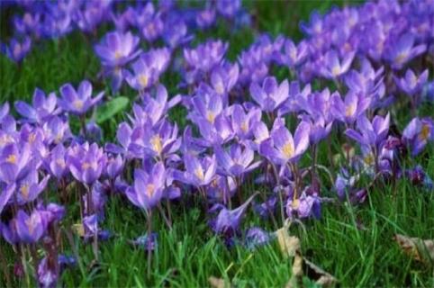 紫番红花花语