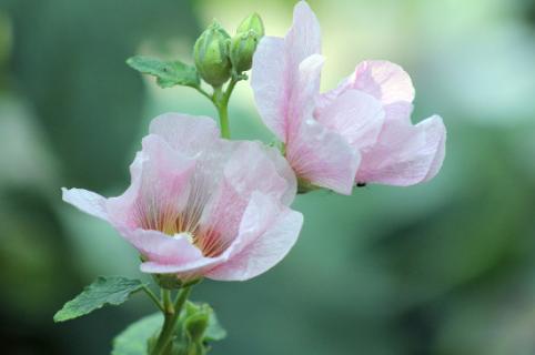 芙蓉花的寓意