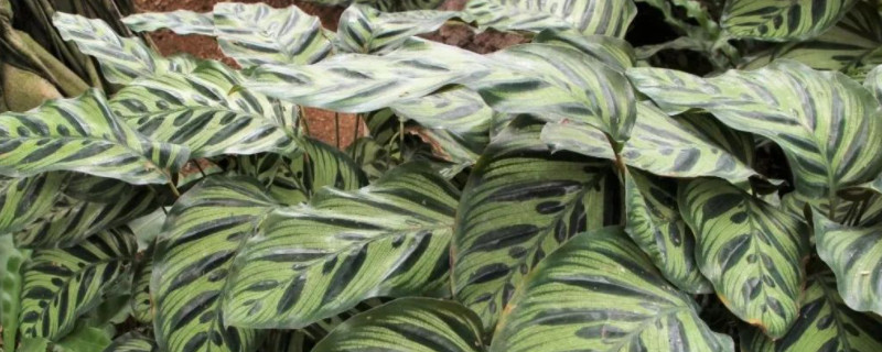 孔雀竹芋有毒吗可以养在家里吗 孔雀竹芋的风水作用