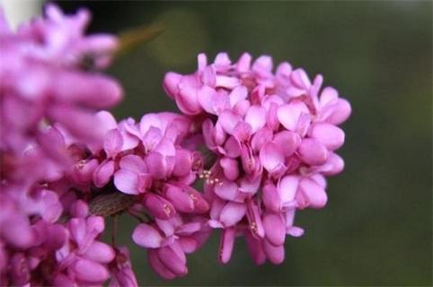 紫荆冬天能开花吗，怎么过冬