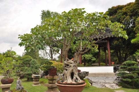 菩提树盆栽图片