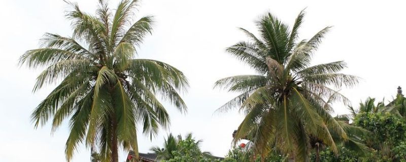 椰子树的寓意及象征（椰子的寓意和象征）