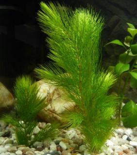 金鱼藻的形态特征