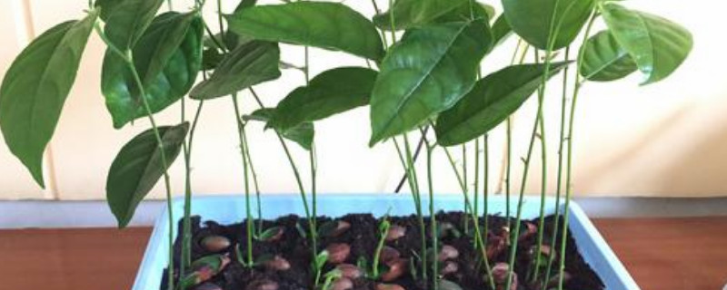 菠萝蜜盆栽能长多大 菠萝蜜盆栽能长多大能结果吗