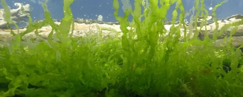 金鱼藻是什么植物裸子还是被子 金鱼藻是种子植物还是被子