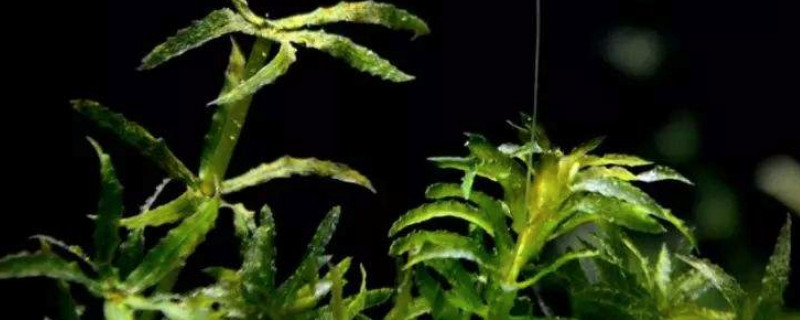黑藻是单细胞生物吗（黑藻是单细胞生物还是多细胞生物）